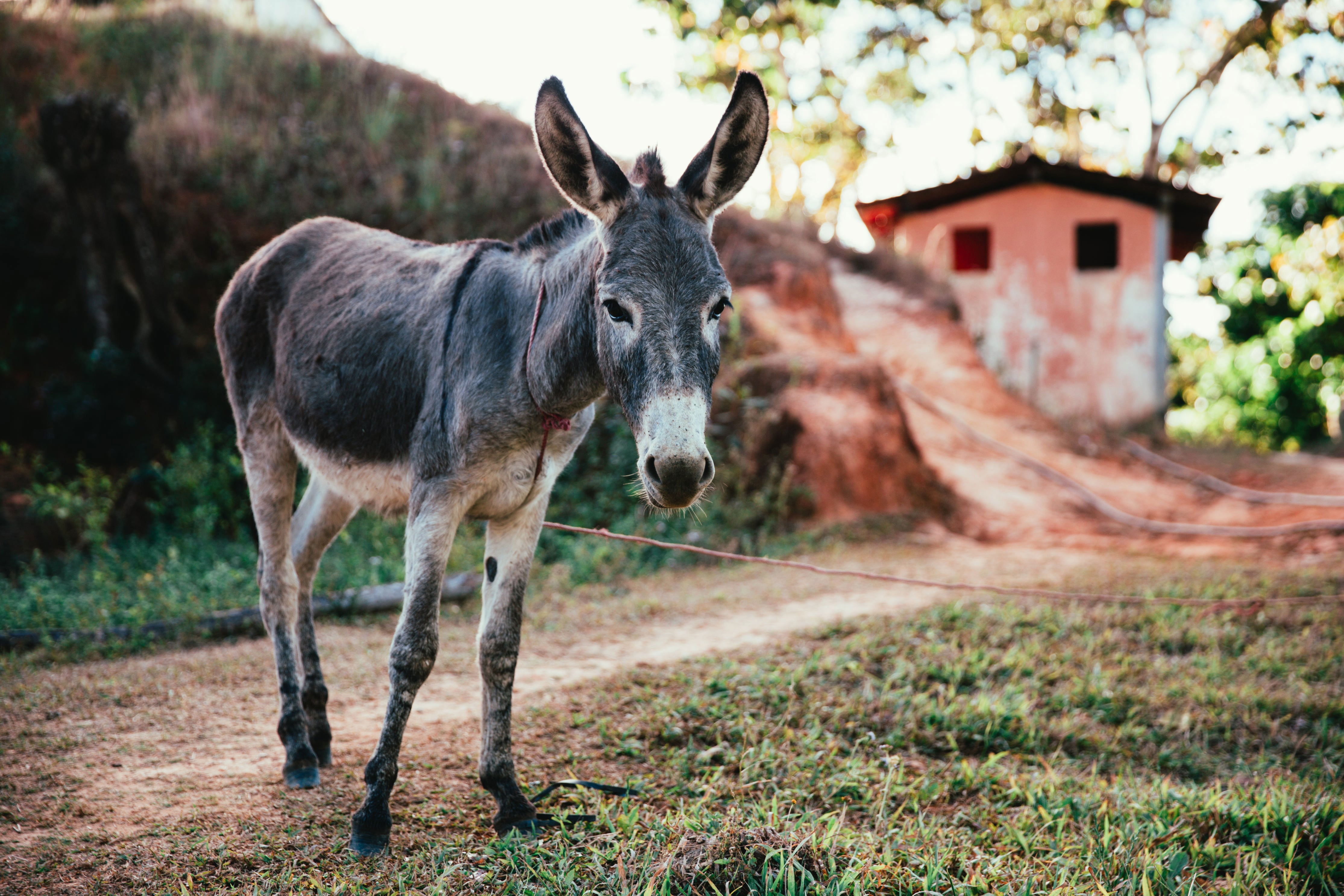 Donkey standing on road in Spain