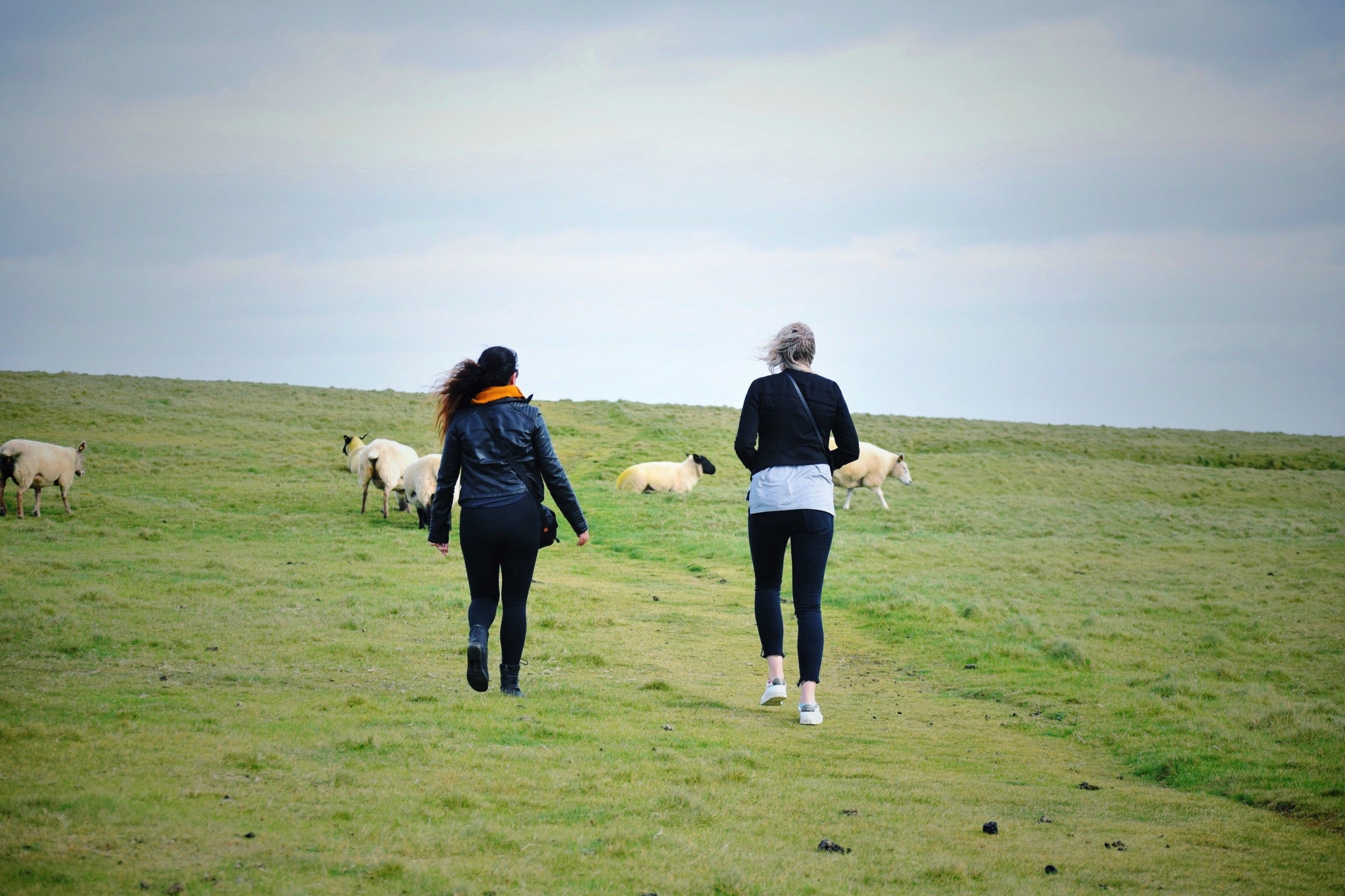 Hikers in Ireland look at sheep