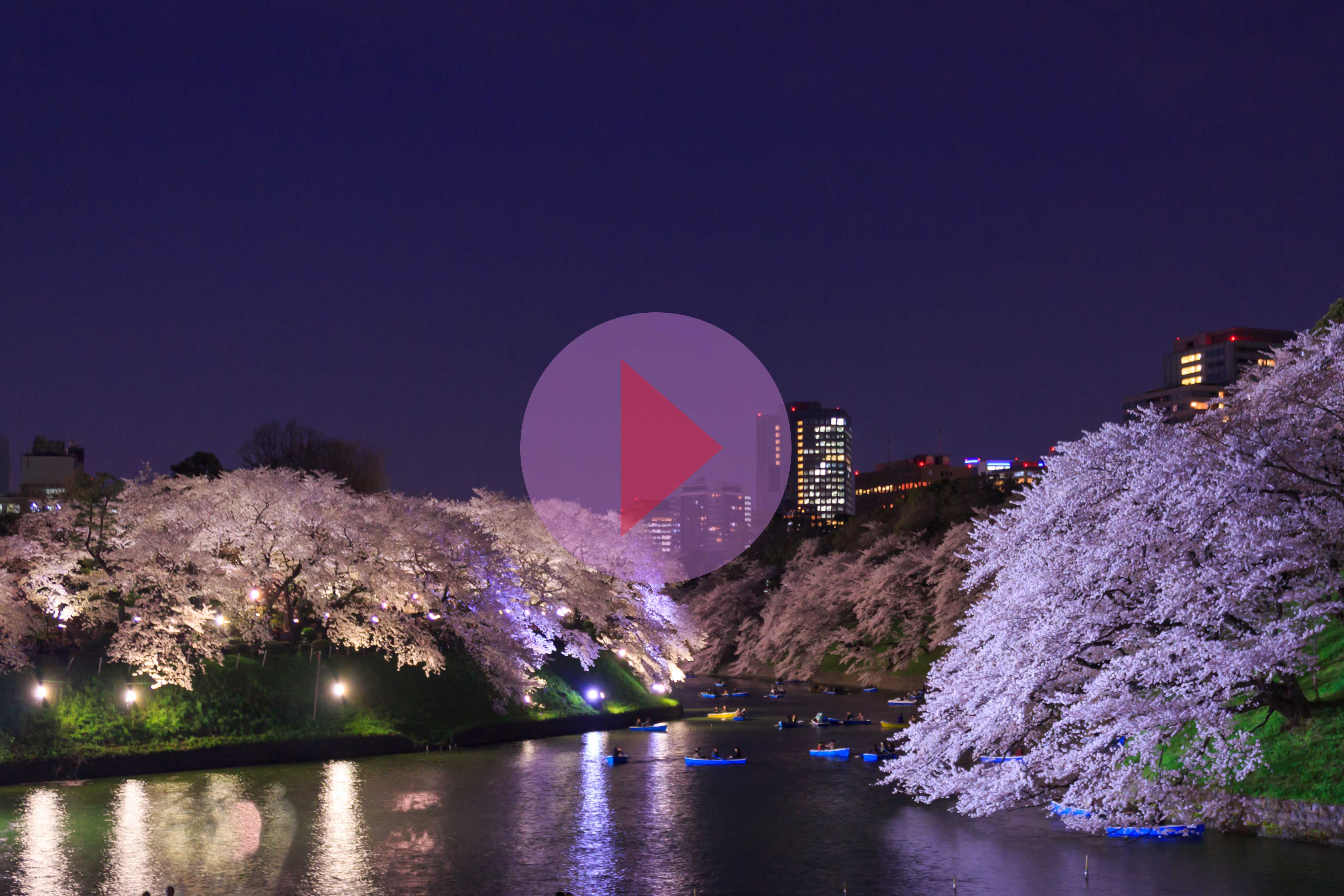 cherry blossoms at night in Japan on river video cover