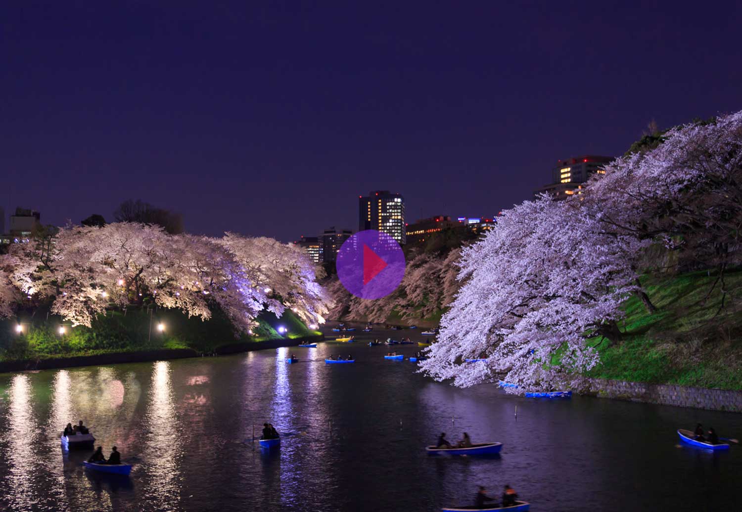 Japan cherry blossoms at night on river adapter video cover